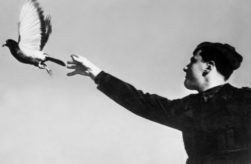 pigeon voyageur, 1946