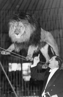 cirque, lion marchant sur un fil