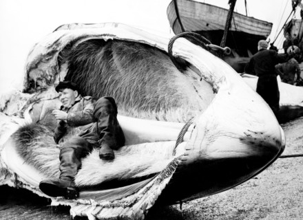un harponneur soviétique se repose dans la mâchoire d'une baleine, 1965