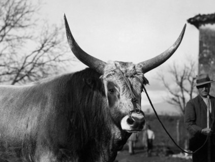 Bull of the Maremma. 1930