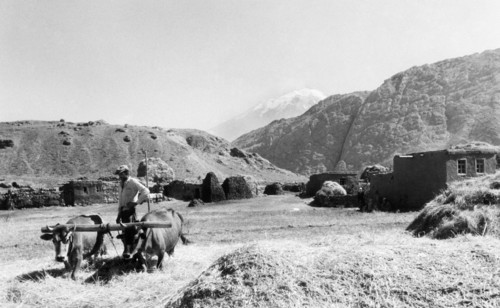 Wheat beating. zangezur mountains. ararat on the bottom. 1961