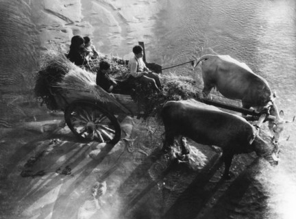 Calabria. rosarno. peasant cart on the banks of the mesima river. 1955