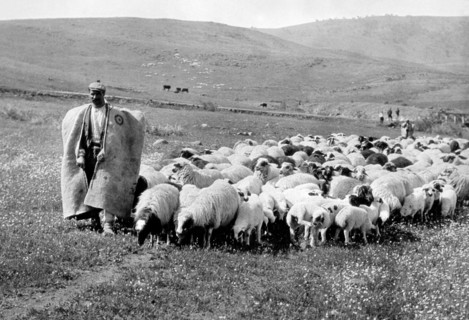 Turkey. Shepherd With His Flock. 1954