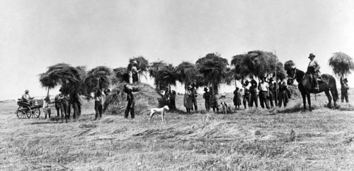 Italy. Tuscany. A Group Of Peasants After The Harvest. 1910-20