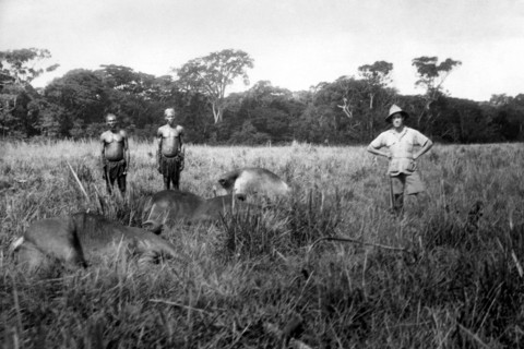 Buffaloes Slaughtered. Belgian Congo. Africa 1927 1930