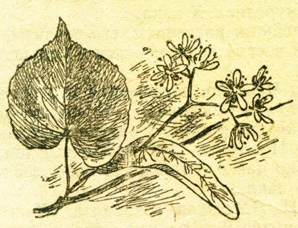 In the wake of Robinson Crusoe.