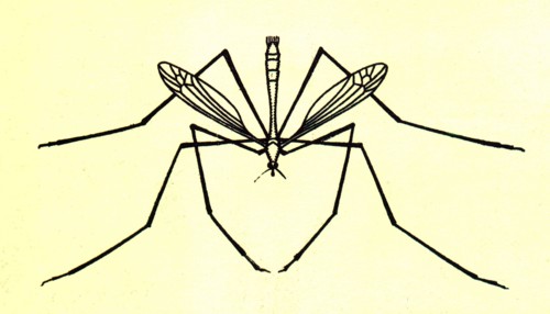 Hare faces a horse's skull in which it has a mouse and frog.