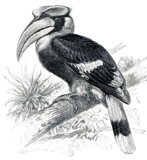 Great Hornbill - Buceros bicornis.