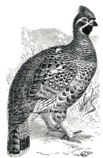 Hazel Grouse or Hazel Hen - Tetrastes bonasia.