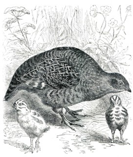 Common Partridge - Perdix cinerea.