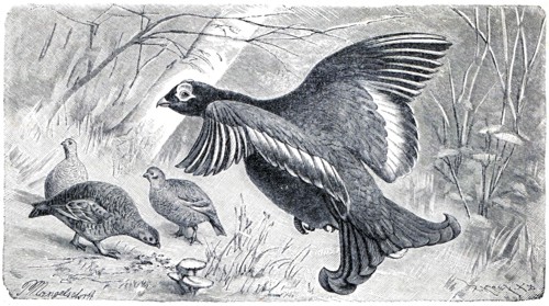 Black Grouse or Blackgame - Tetrao tetrix.