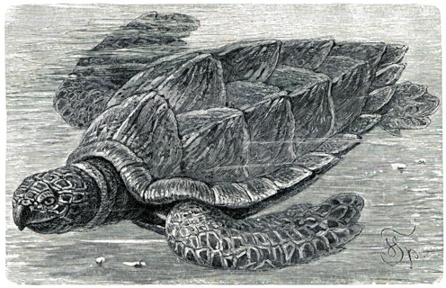 Hawksbill sea turtle.
