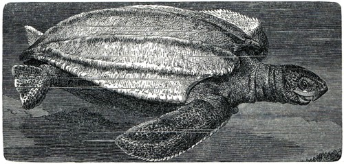 Leatherback sea turtle.