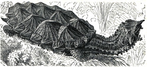 Mata mata or matamata.