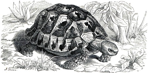 Spur-thighed tortoise or Greek tortoise.