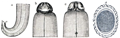 Ascaris lumbricoides.