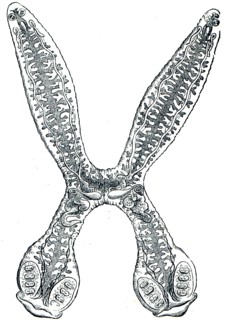Diplozoon paradoxum.