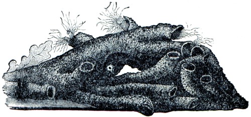 Hermella - Sabellariidae hermella family, who live in cold or temperate seas built halkalisolucan genus of hairy.