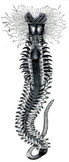 Hermella - Sabellariidae hermella family, who live in cold or temperate seas built halkalisolucan genus of hairy.