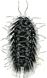 Hermione hystrix.