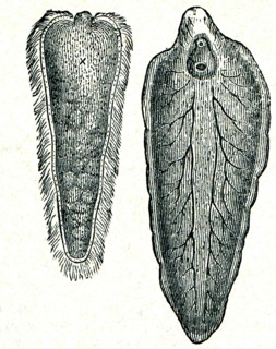 Liver fluke together with larvae.