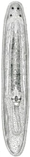 Tetrastemma obscurum.