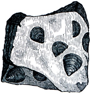 Cambrian and Silurian systems fossil organisms.