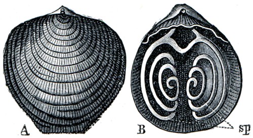 Cambrian and Silurian systems fossil organisms.