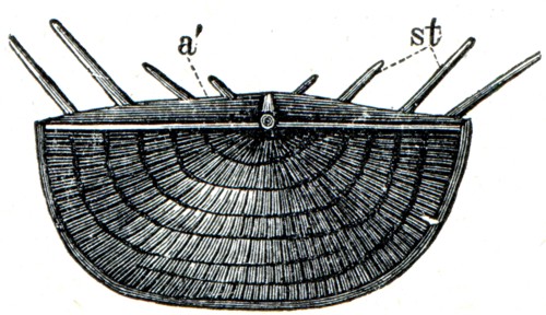 Brachiopod Chonetes striatella.