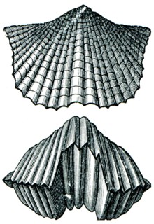 Brachiopod Orhis lynx rear shutter and front view.