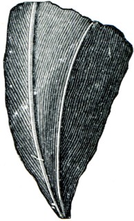 Corals Streptelasma europenium.