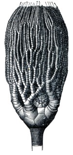 Cyathocrinus tamosus.