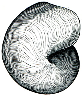 Gastropoda Bellerophon bilobatus.
