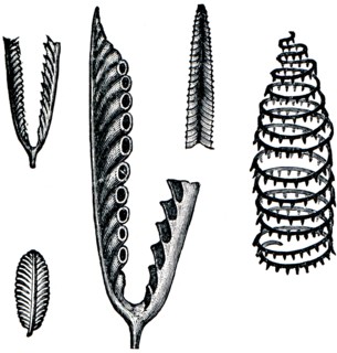 Graptolithus geminus, Graptolithus folium, Retiolites Geinitzianus, Graptolithus turriculatus.