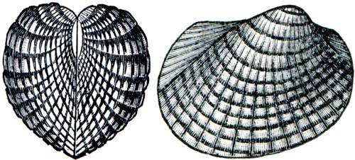 Konhiferyi Cardiolainterrupta.