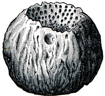 Sponge Astylospongia praemorsa.
