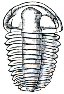 Trilobite Elipsocephalus Hoffi.