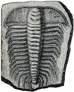 Trilobite Paradoxides spiulosus.
