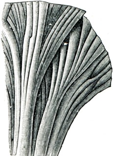 Weed Phycodes circinnatus.