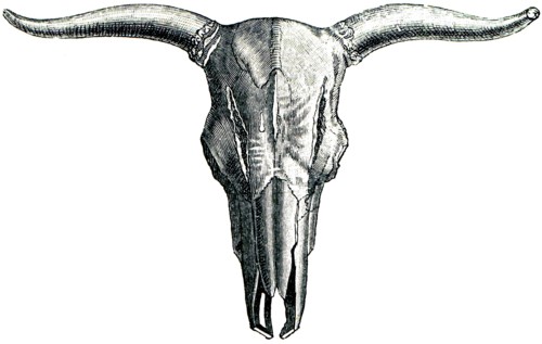 Aurochs - bos primigenius.