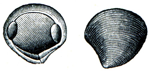 Bivalvia - Yoldia arctica.