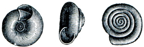 Gastropoda - Helix hispida.