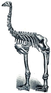 Giant moa - Dinornis.