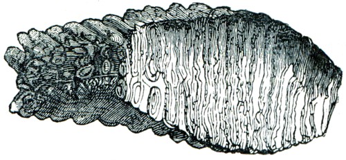 Mammoth tooth.