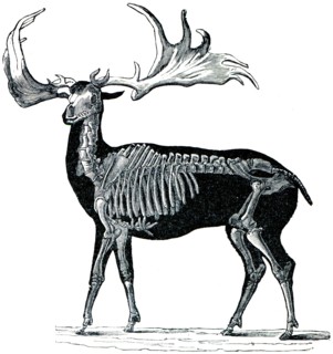 Megaceros hibernicus.