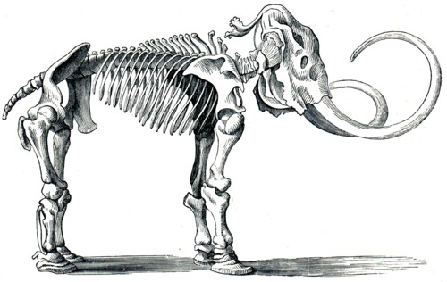 Woolly mammoth.