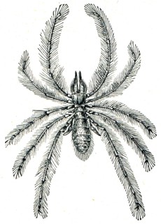 Solifugae are an order of Arachnida, known as camel spiders, wind scorpions and sun spiders or solifuges.