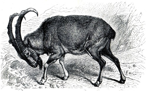 Wild goat.