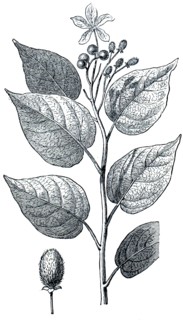 Achiote.