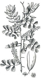 Logwood.